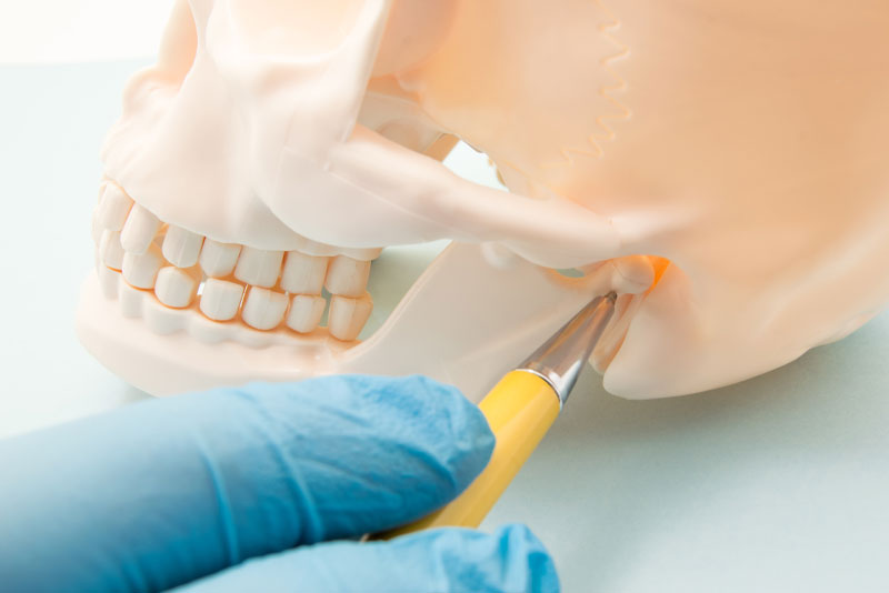 TMJ Jaw Bone Joint